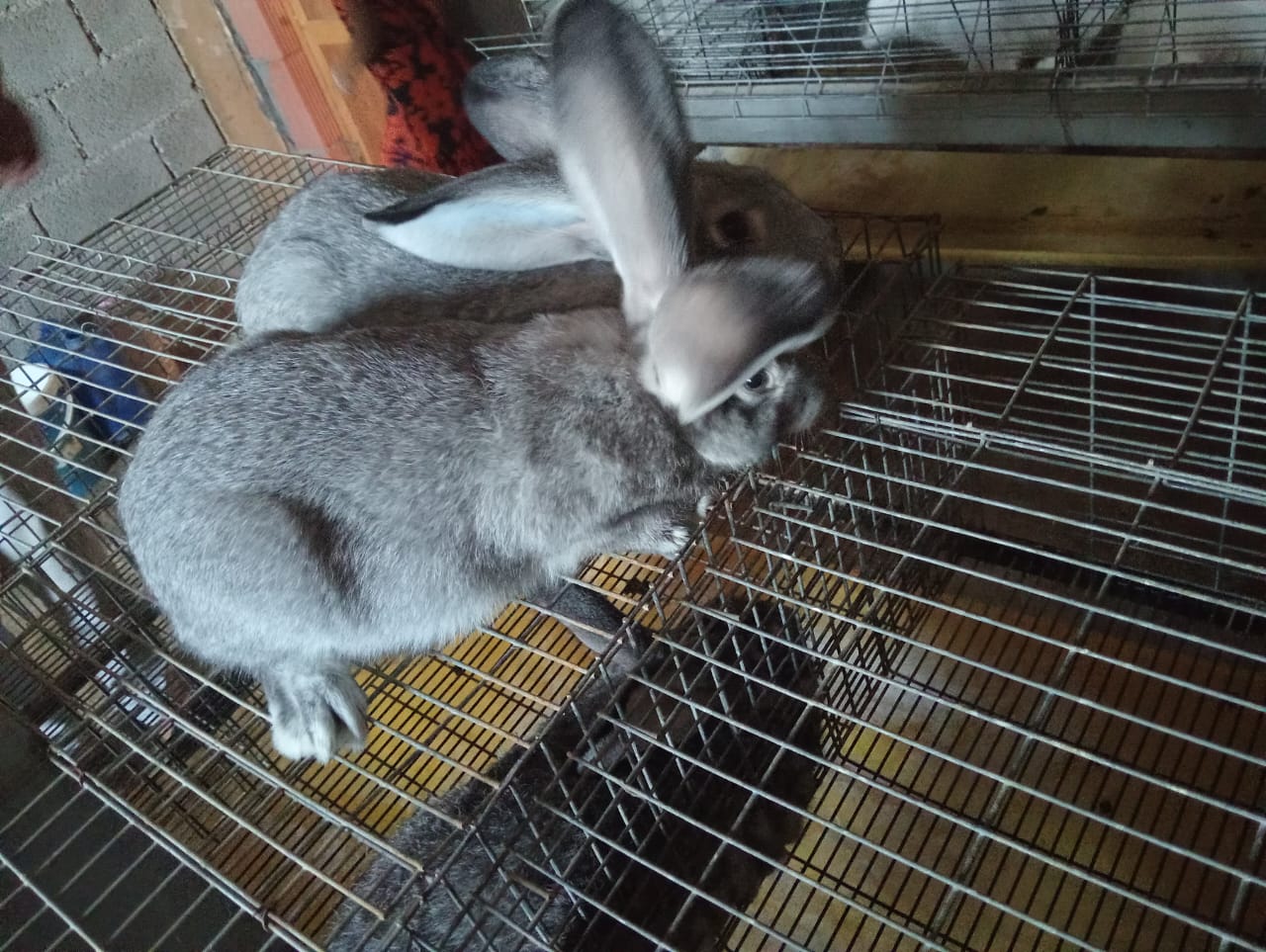 The Role of the Algerian Association for Human Relations and Solidarity in Implementing Solidarity Economy: A Focus on Social Innovation in Agriculture