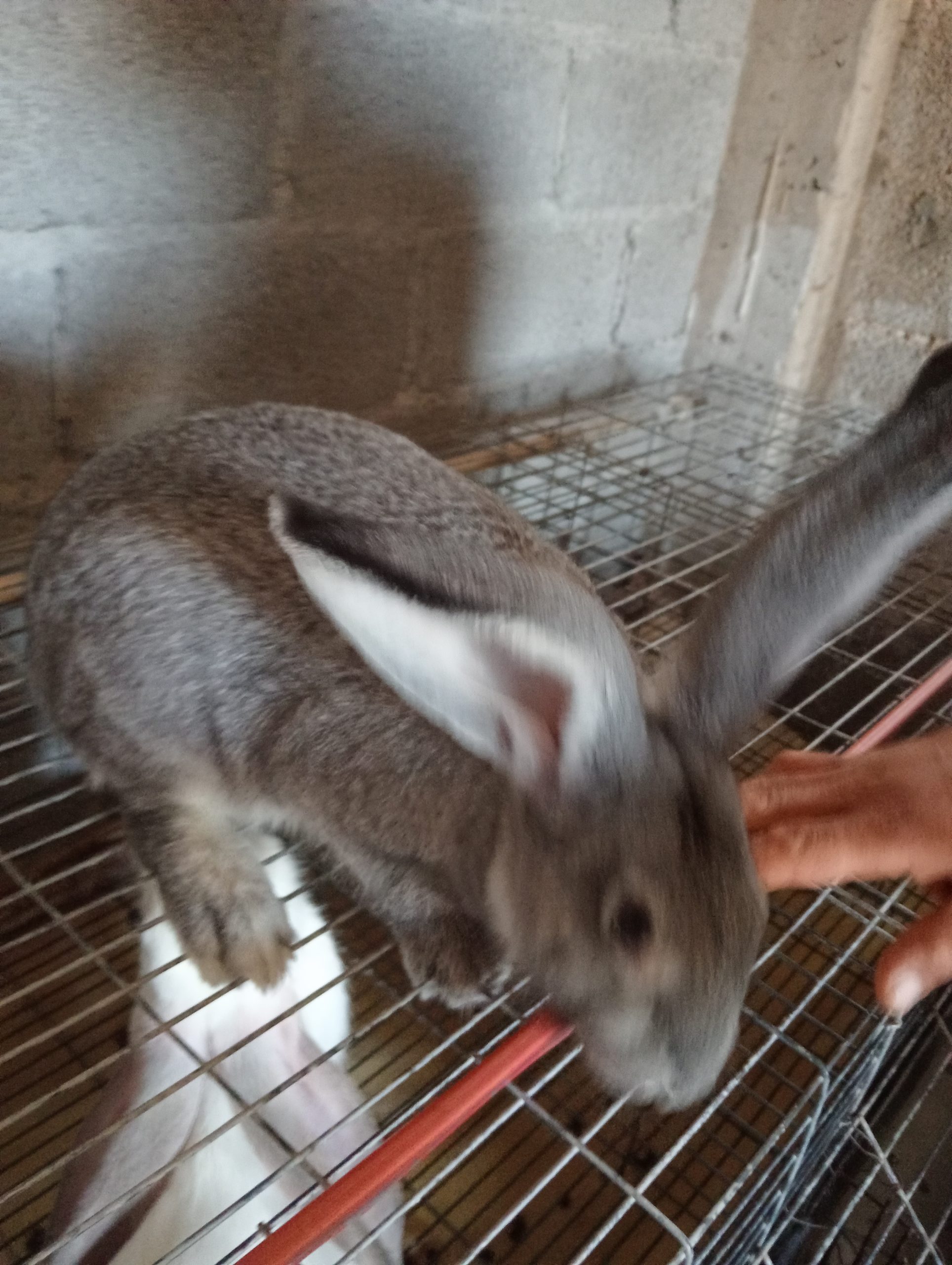 The Role of the Algerian Association for Human Relations and Solidarity in Implementing Solidarity Economy: A Focus on Social Innovation in Agriculture